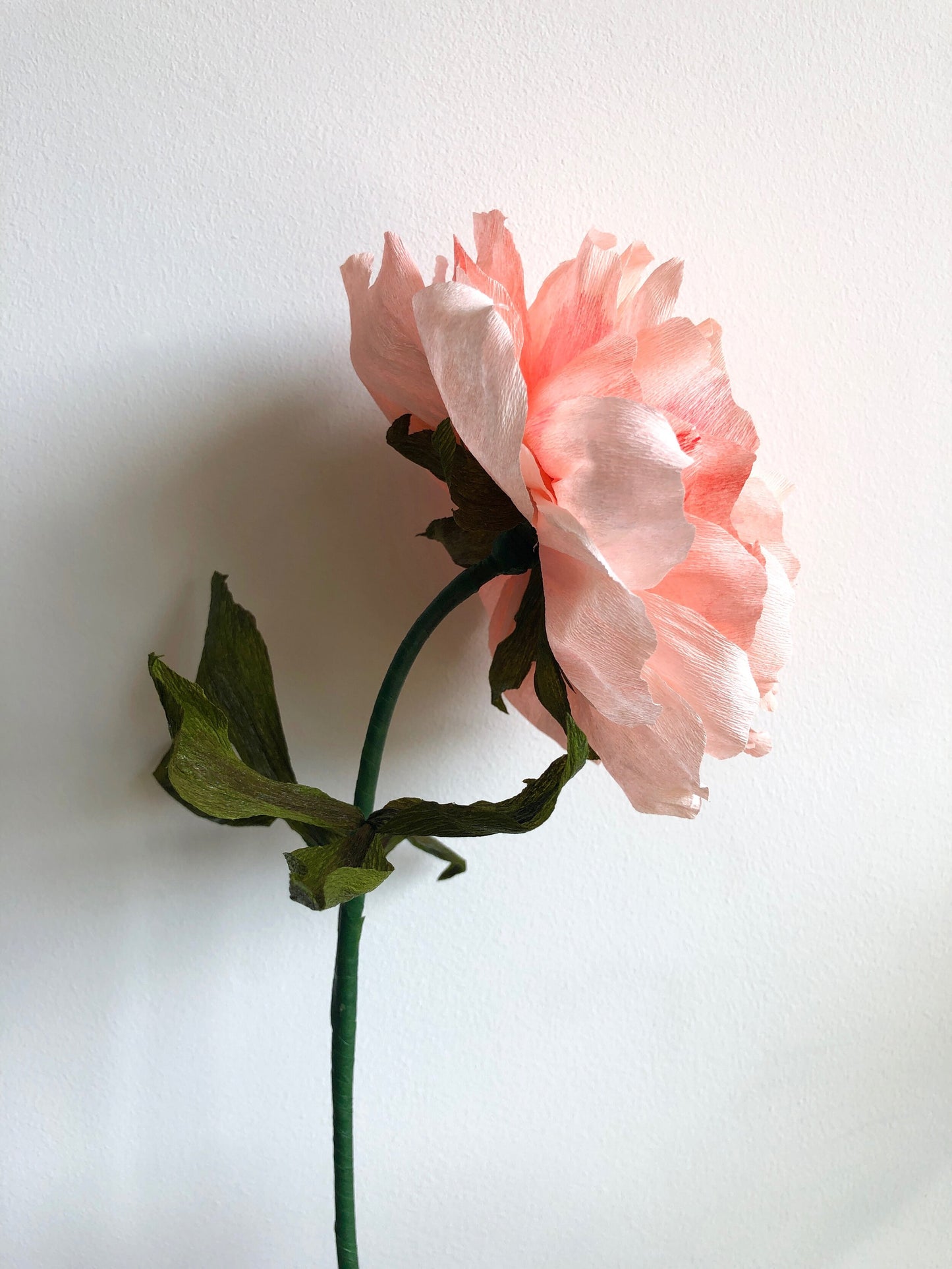 coral-peony