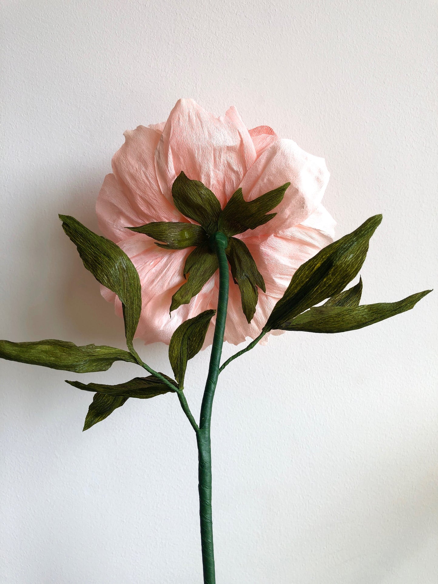 coral-peony