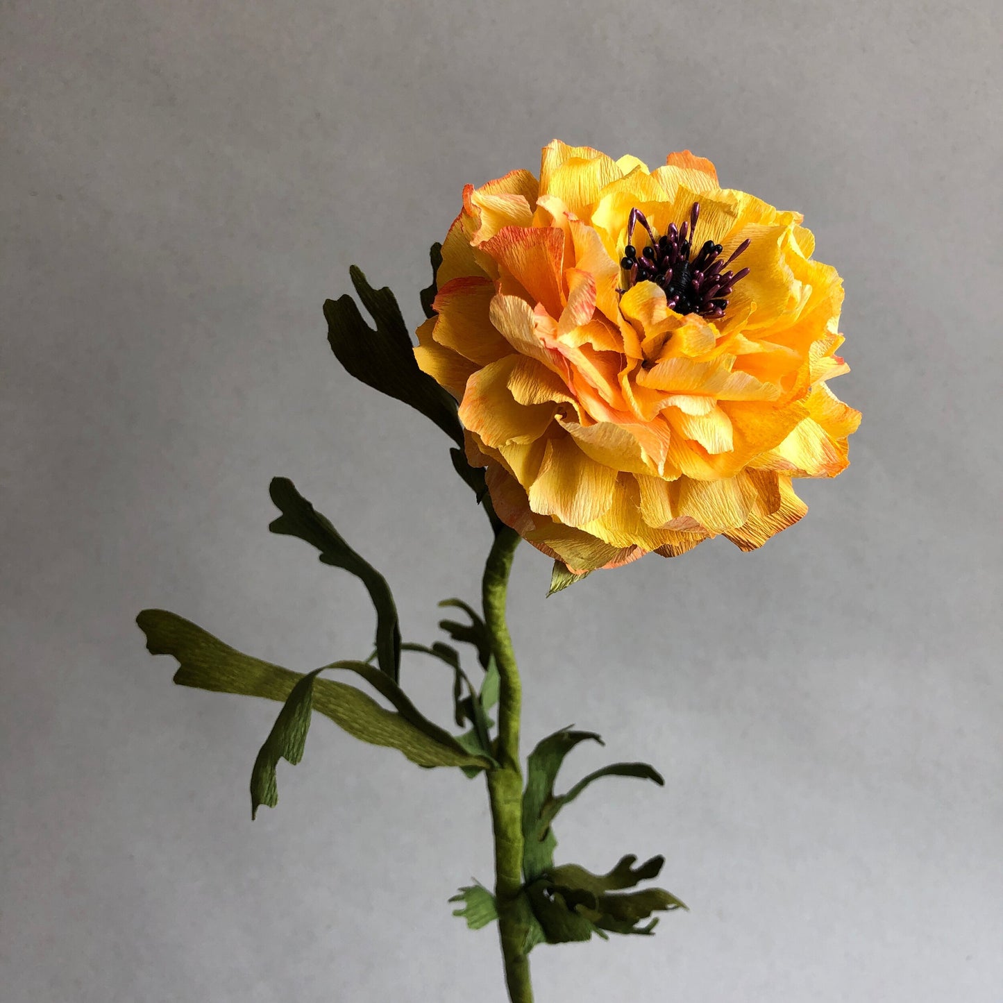 fluffy-yellow-ranunculus