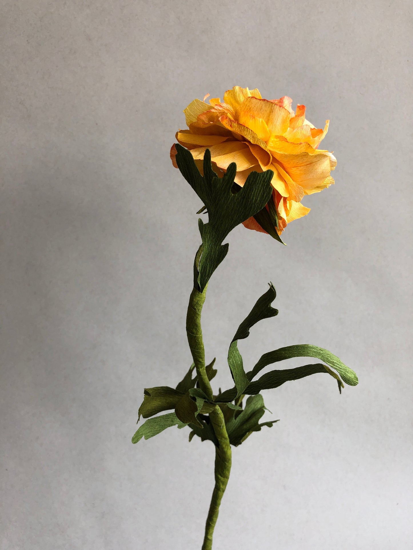 fluffy-yellow-ranunculus