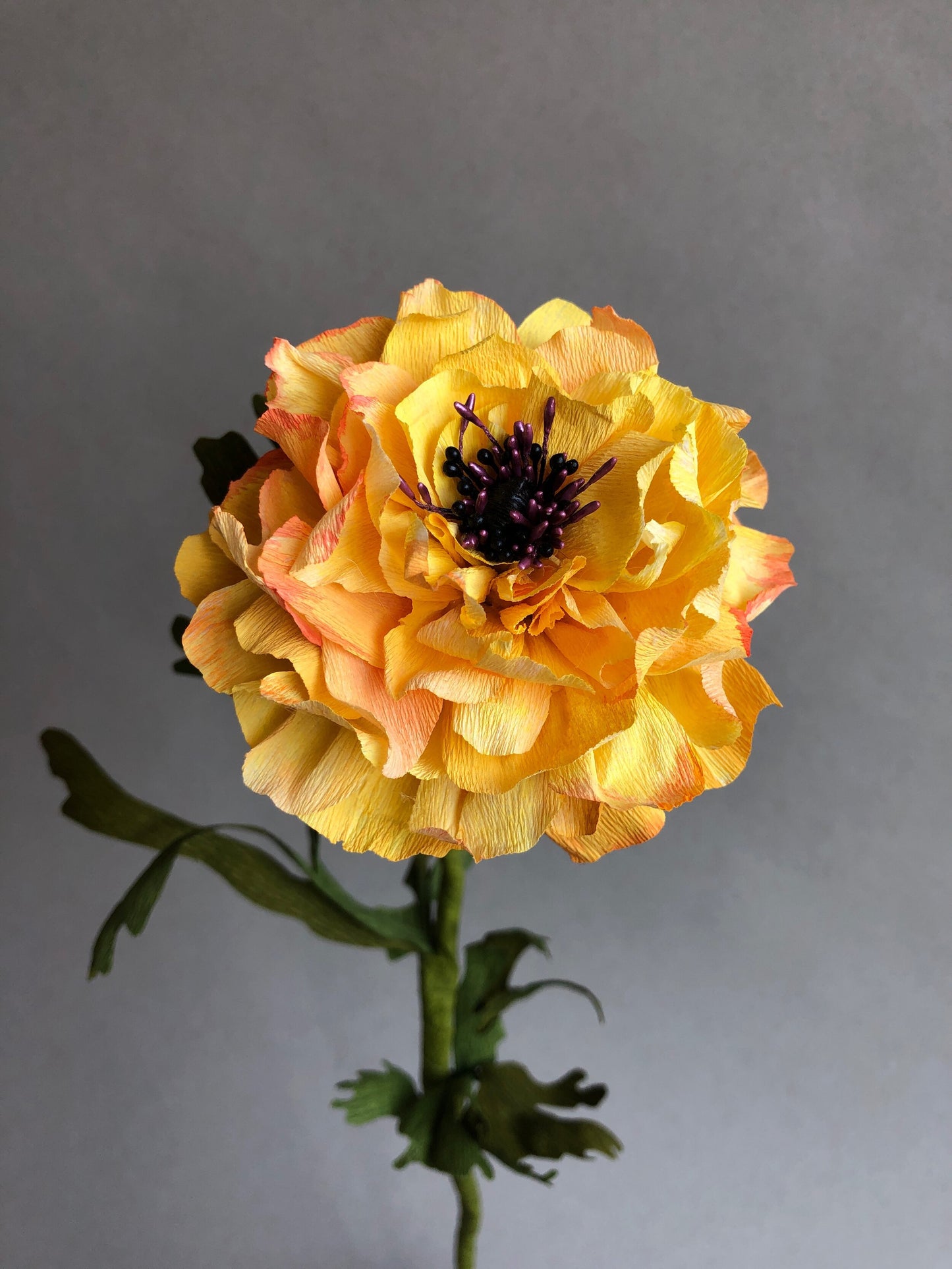 fluffy-yellow-ranunculus