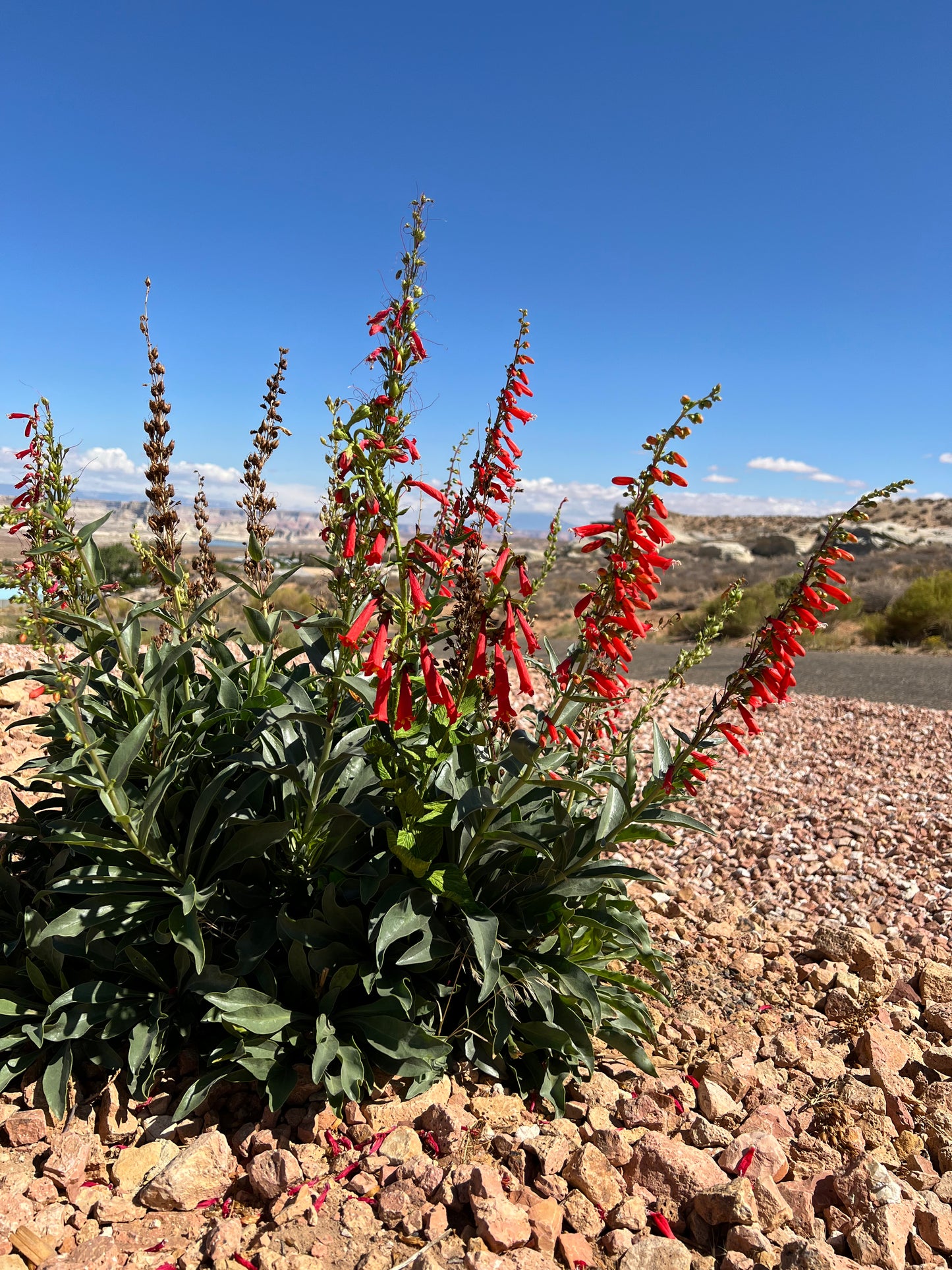 paper-eatons-penstemon