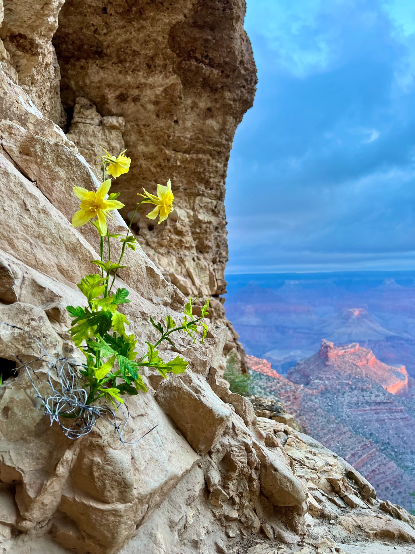 papeer-golden-columbine-wildflower