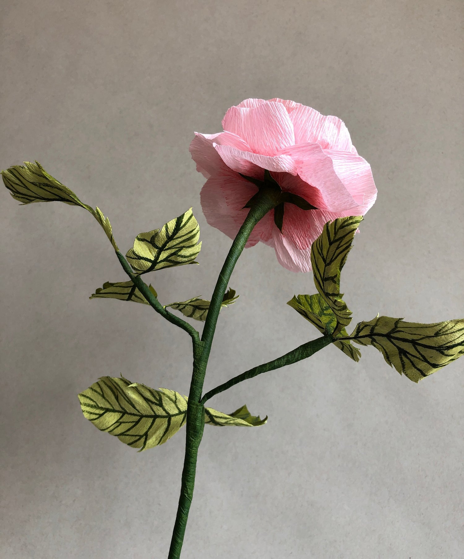 pink-garden-rose