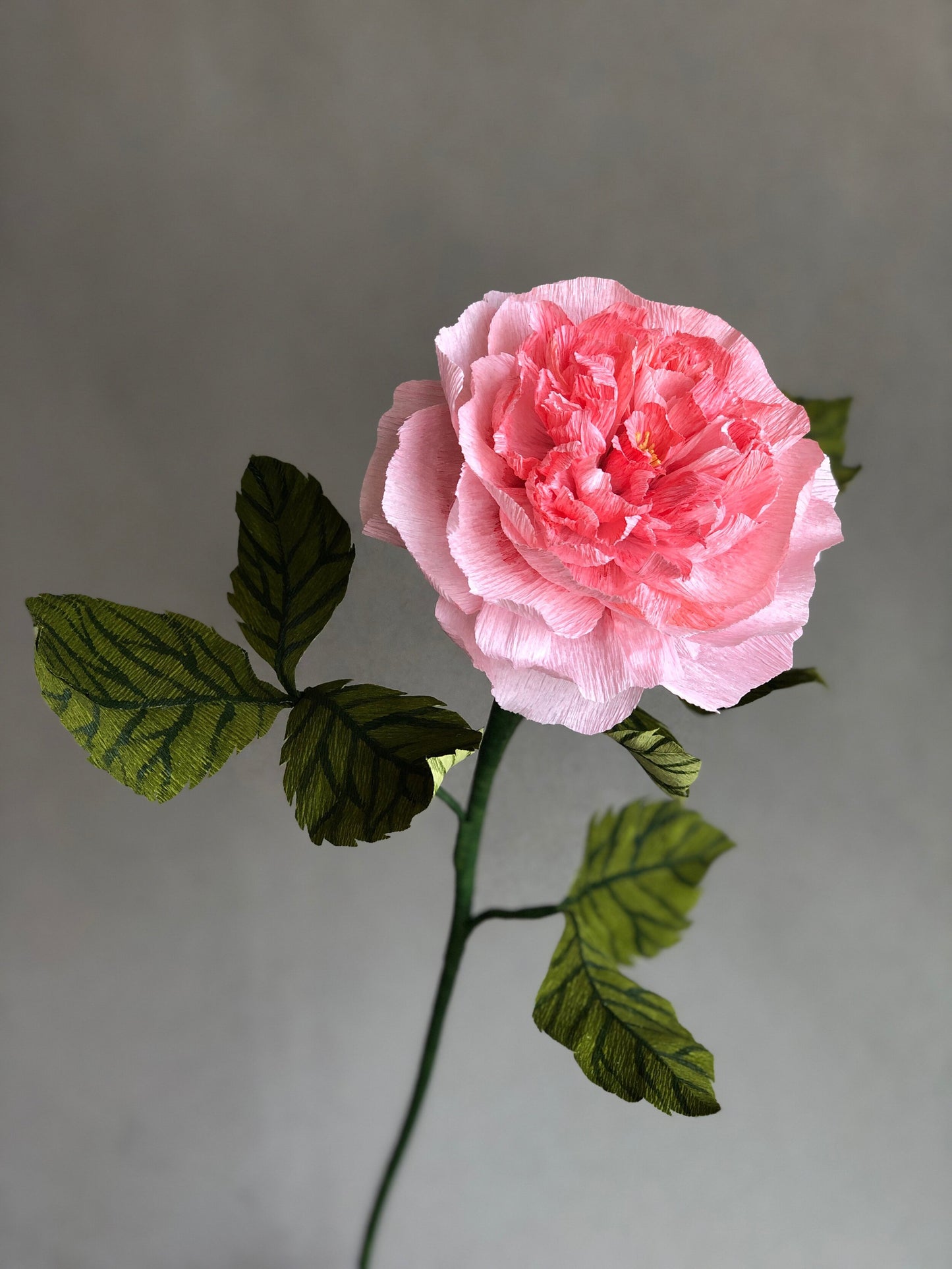 pink-garden-rose