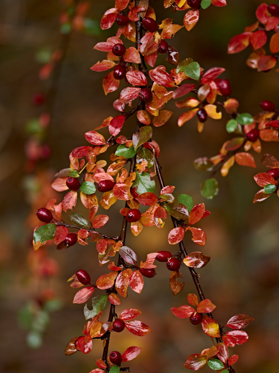 seasonal-branch