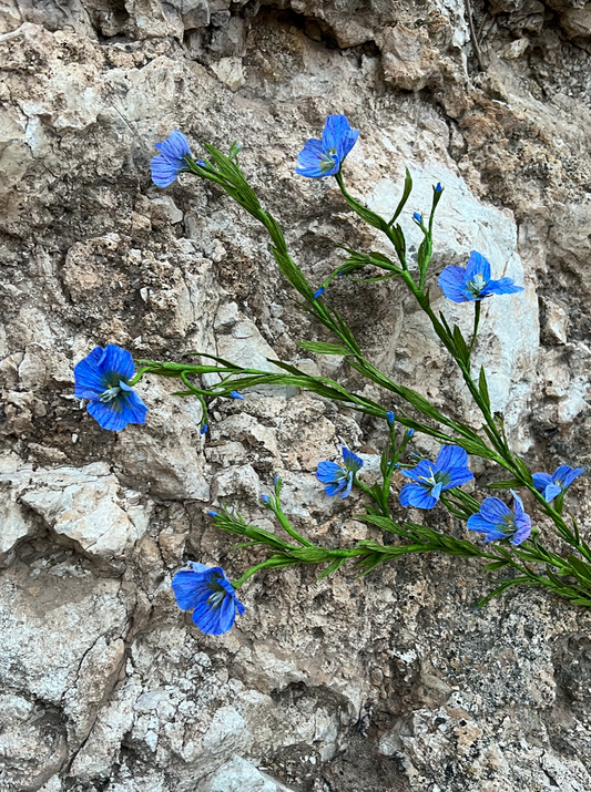 paper-blue-flax-wildflower